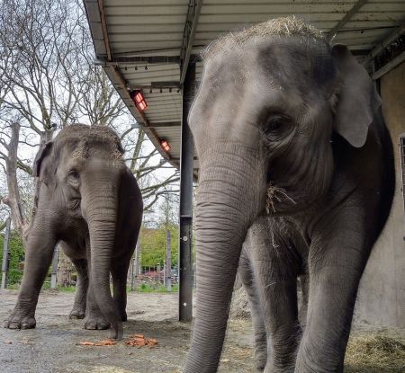 Efficiënte verwarming voor de olifanten in Diergaarde Blijdorp